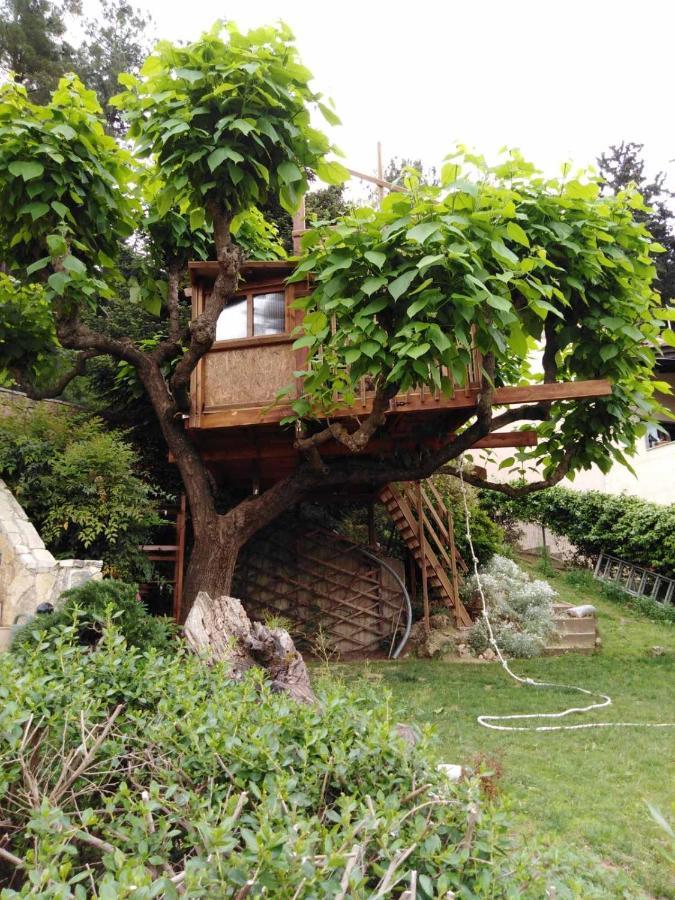 Six Steps From The Forest Zigos  Exterior foto